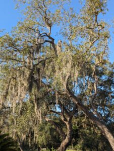 Spanish moss hanging from a Live Oak tree