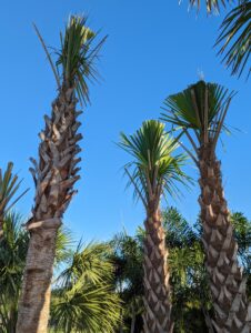 Hurricane cut Sabal Palms