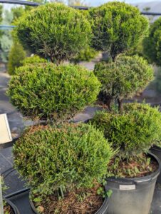 Three-Ball juniper topiary