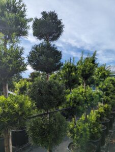 Podocarpus Four-Ball Topiary
