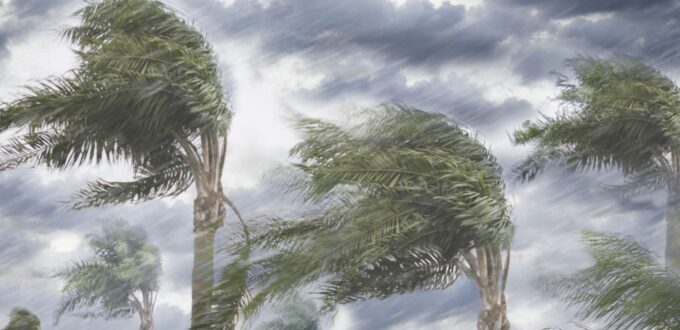 Rain and storm winds blowing palm trees