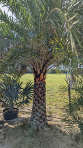 Embrace the Cooler Vibes with Cold-Hardy Palm Choices for Central Florida