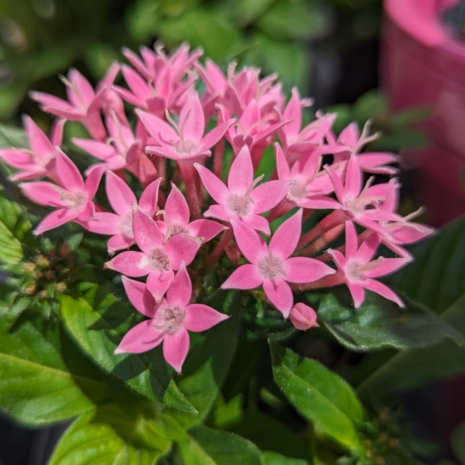 Painting Canterbury Farms Pink: Celebrating Breast Cancer Awareness ...