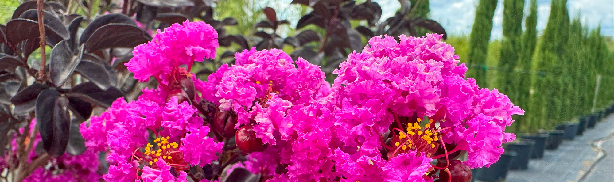 How to choose the best Crape Myrtle for your landscape