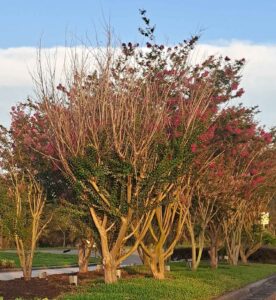 Crape Myrtles weakened by sever pruning
