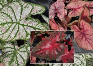 Saturday Seminar: Shade Plants For Our Landscape
