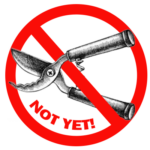 How to tell if your palm or plant might not recover after a freeze.