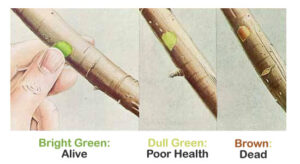 How to tell if your palm or plant will recover after a freeze.