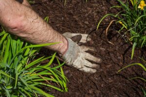 A photo of a gloved hand spreading mulch around green plants