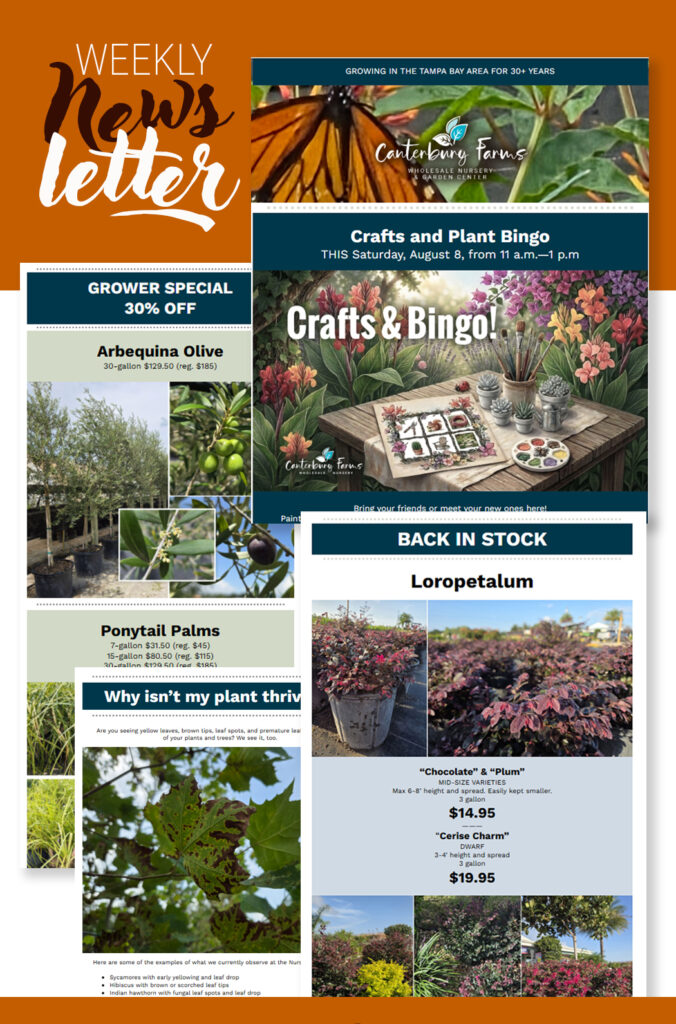 Newsletter Sign Up
